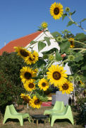 Sunflowers at Camp Full Monte 