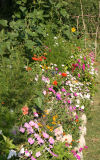 Tyre wall in full flower